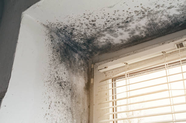 Affordable Basement Mold Removal solutions in Winchester, VA