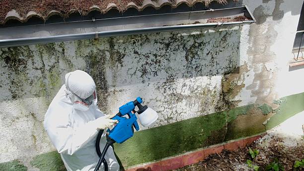 Trusted Mold Inspection service in Winchester, VA - Cheap Mold Removal
